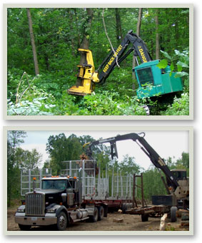 MN Timber Harvesting